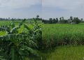 बेलडाँडी क्याम्प नजिकको उखुबारीमा बाघ प्रवेश, स्थानीय त्रसित