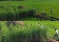 बेलडाँडीमा चितुवा देखापछि त्रास, नियन्त्रणका लागि बाख्रासहितको पिजडा राखियो
