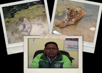 शुक्लाफाँटा निकुञ्जको असफलता, हिलोमै मरेको बाघको बच्चा, मरेको जिम्मेवारी र बाँचिरहेकै लापरवाही