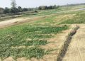 कञ्चनपुरका  बगरमा फस्टायो तरकारी खेती, किसानको आम्दानीको मुख्य आधार