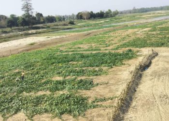 कञ्चनपुरका  बगरमा फस्टायो तरकारी खेती, किसानको आम्दानीको मुख्य आधार