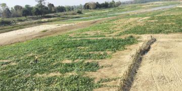 कञ्चनपुरका  बगरमा फस्टायो तरकारी खेती, किसानको आम्दानीको मुख्य आधार