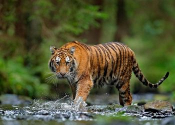 दैजी-बेलडाँडी सडकमा बाघको आक्र्रमण : घाईते एक नाबालक, बालिका सहित दाम्पती