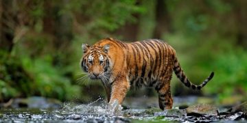 दैजी-बेलडाँडी सडकमा बाघको आक्र्रमण : घाईते एक नाबालक, बालिका सहित दाम्पती
