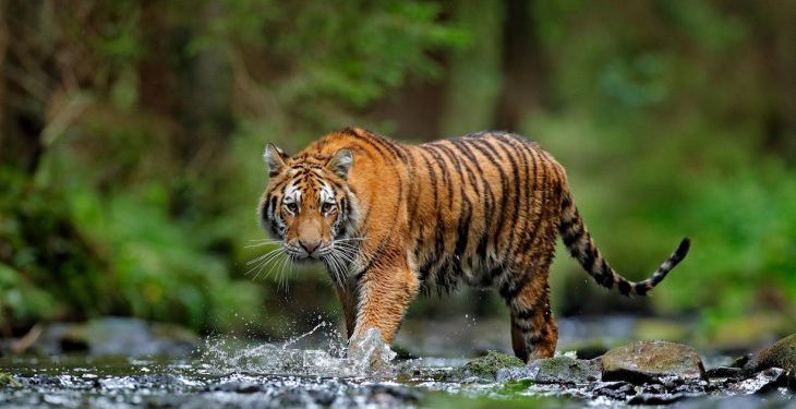 दैजी-बेलडाँडी सडकमा बाघको आक्र्रमण : घाईते एक नाबालक, बालिका सहित दाम्पती
