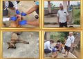बेलडाँडीमा आतंक फैलाउने कुकुर मारियो, रेबिज परीक्षणका लागि नमुना संकलन