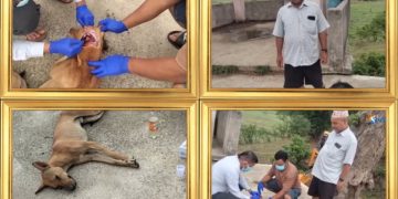 बेलडाँडीमा आतंक फैलाउने कुकुर मारियो, रेबिज परीक्षणका लागि नमुना संकलन
