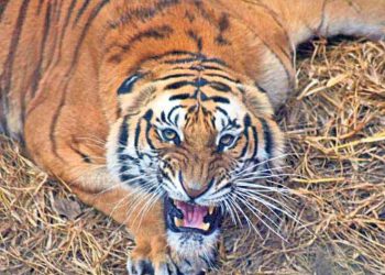 बेलडाँडीमा घाँस काट्दै गरेकी महिलामाथि बाघको आक्रमण