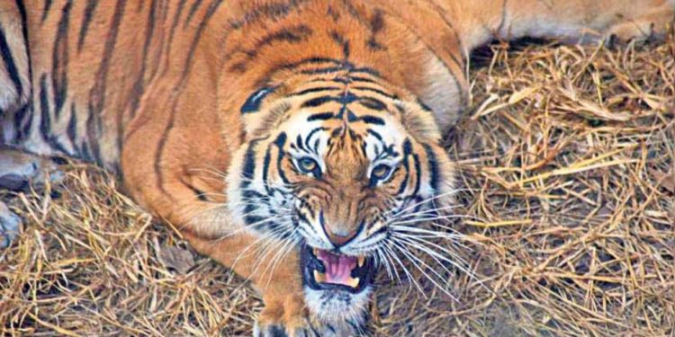 बेलडाँडीमा घाँस काट्दै गरेकी महिलामाथि बाघको आक्रमण