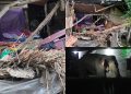 हात्तीको आतंकले बेलडाँडीमा त्रास : हात्तीले घर भत्कायो २ बच्चा सहित भागेर जोगिइन एक महिला