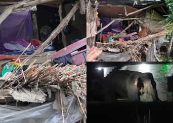हात्तीको आतंकले बेलडाँडीमा त्रास : हात्तीले घर भत्कायो २ बच्चा सहित भागेर जोगिइन एक महिला