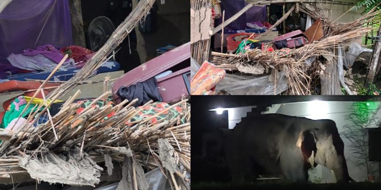 हात्तीको आतंकले बेलडाँडीमा त्रास : हात्तीले घर भत्कायो २ बच्चा सहित भागेर जोगिइन एक महिला