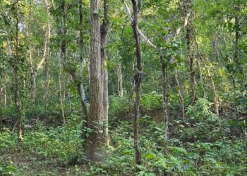 रुखबाट लडेर कैलालीमा महिलाको मृत्यु