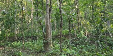 रुखबाट लडेर कैलालीमा महिलाको मृत्यु