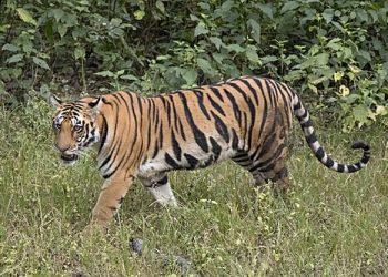 बेलडाँडीको इमलियामा निकुञ्जको क्यामेरामा पाटेबाघ कैद, बस्तीका नागरिक त्रासमा