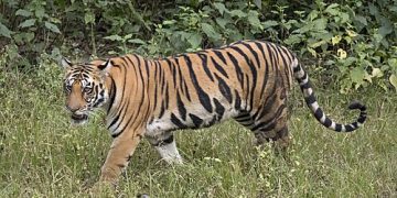 बेलडाँडीको इमलियामा निकुञ्जको क्यामेरामा पाटेबाघ कैद, बस्तीका नागरिक त्रासमा