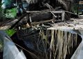 बेलडाँडीमा हात्तीको ताण्डव रोकिएन, क्याम्पमा भट्टको पसल भत्कायो